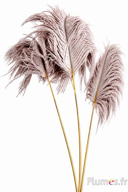 Panicule struisvogel gouden schacht - 30-40 cm - natuurlijk